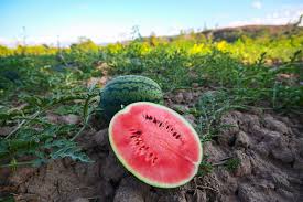 Watermelon view 4