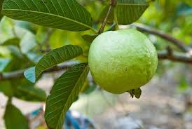 Guava view 4